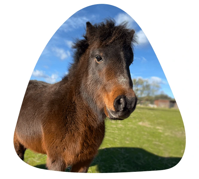 Foto de Chocolate (Poni Shetland)