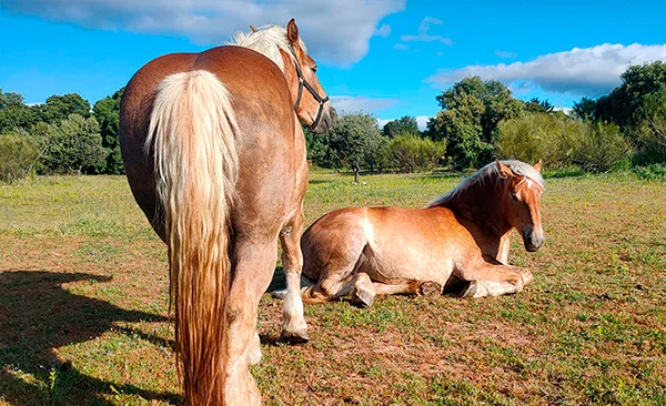 Imagen de Equitación terapeutica adaptada