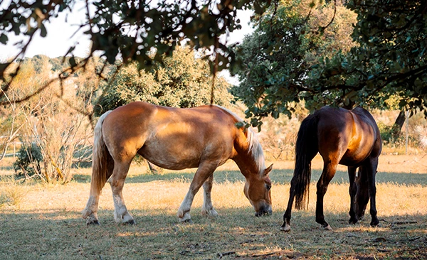 Imagen de pupilaje de caballos en semilibertad en Madrid