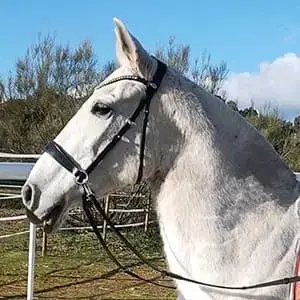 Foto de Shiva (Yegua rescatada)
